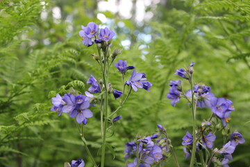 Ground Morning Glory Convolvulaceae sabatius Viv. in the forest. Close-up. Floral plants outdoors. Nice green. A trail in the forest among a beautiful spring landscape. Walking path in a mixed forest