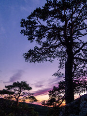 Obraz premium Arboles a contraluz en un atardecer de cielo magenta con todos dorados.