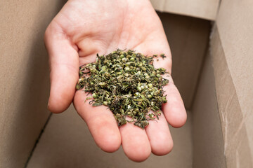 collection of medicinal marijuana seeds, hand with hemp seed.