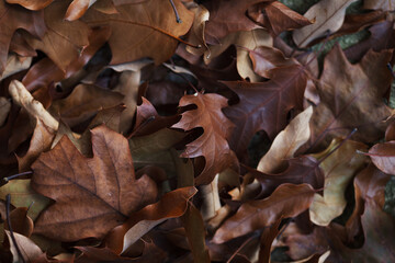 Dry autumn leaves on the ground top view, November forest flat lay, oak foliage background