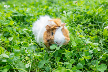 guinea pig in green grass. Fresh greens in pet nutrition. Tinted. place for text. Copy space