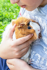 Guinea pig in hands of child. Pet's muzzle close-up. child holds tame domestic rodent in arms. Soft focus