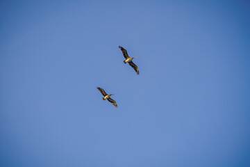 Un par de gaviotas volando 