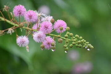 flowers of a clover