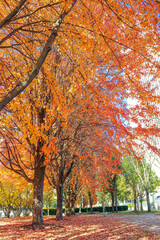 Fototapeta premium Magical Autumn 