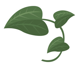 tropical leafs plant