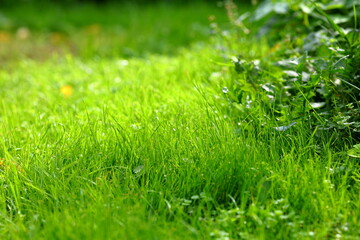 Beautiful manicured fresh green lawn grass on sunny hot day close up, mowed by rotary petrol manual lawn mower, in rays of evening summer sun in garden. Landscape design, growing greenery
