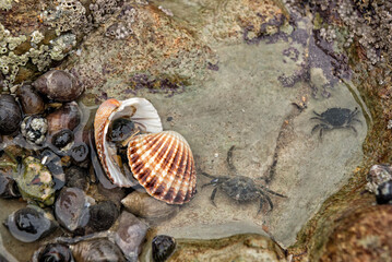 Baby crabs in saltwater pond © Lucia Tieko