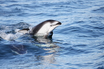 dolphin in the water