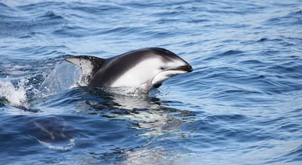 Deurstickers dolphin in the water, Pacific White Sided, California  Coast  © FPLV