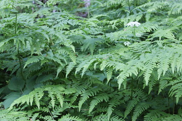 Natural green fern in the garden with a dark background. Close-up. Floral plants outdoors. Beautiful green. A trail in the forest in a beautiful spring landscape. Walking path in a mixed forest. A