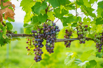 赤ワイン用のブドウ