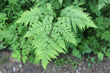 Natural green fern in the garden with a dark background. Close-up. Floral plants outdoors. Beautiful green. A trail in the forest in a beautiful spring landscape. Walking path in a mixed forest. A