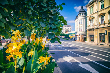 Ukwiecone centrum miasta © anettastar