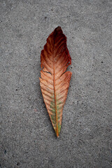 One lonely dead colourful leaf on grey asphalt