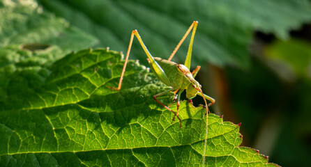 A long-horned grasshopper on a leaf.
Also known by the names katydid and bush cricket 