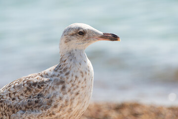 Young seagull walking on a sand beach.