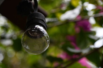 lightbulb in nature