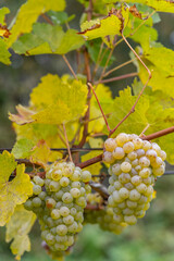 Grapes Riesling in autumn vineyard, Southern Moravia, Czech Republic