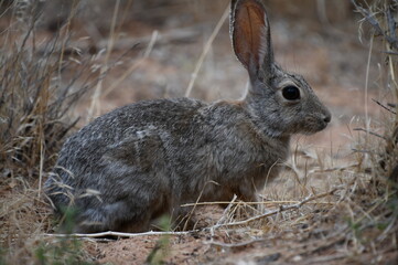 DESERT RABBIT IN MOAB UTAH