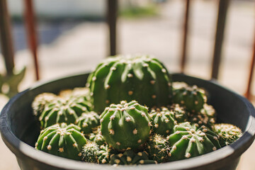 Small group of cactus in a pot in warm morning light of summer.