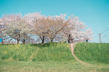 Obraz premium 桜と菜の花の堤防