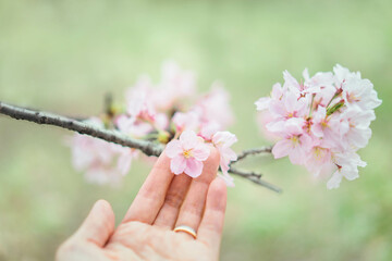 桜