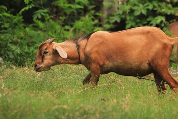 Fototapeta premium cow in the field