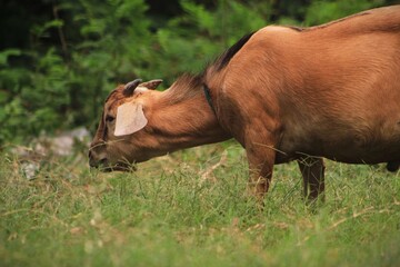 Fototapeta na wymiar A blonde female goat is enjoying grass food
