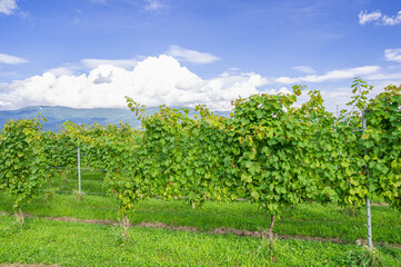 Fototapeta na wymiar 白ワイン用のぶどう畑