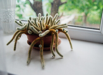 Juicy houseplant cactus on the windowsill against the background of the window. A flower in a brown pot in the room.