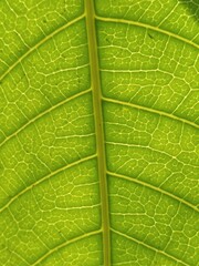 close up of green leaf (Mango Leaf)