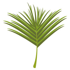 exotic tropical leaf