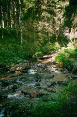 Mountain river, forest landscape. Calm landscape in the middle of a green forest. High quality photo