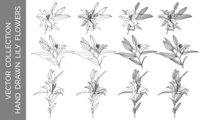 Vector collection of hand drawn lily flowers, black line graphics on white background. Design elements for decorating printed products, invitations, greetings, postcards, wallpapers, covers, coloring.