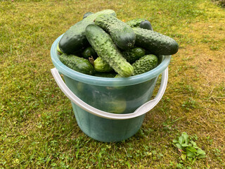 A transparent plastic bucket with pickles stands on the ground. Harvesting in the garden.