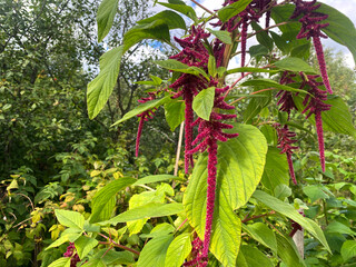 Amaranth is a purple tailed flower on a green stem in the garden.