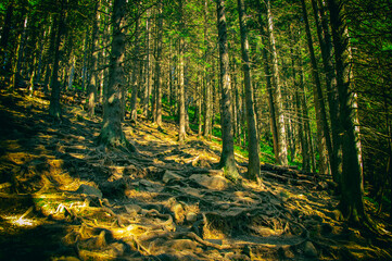 Obraz premium intertwined tree roots on the surface of the soil on the slope of the mountains. fabulous view. High quality photo