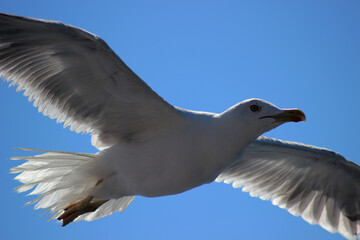 Fototapeta premium Seagull in flight against a blue sky