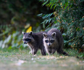 Two young raccoons kits closeup portrait in summer