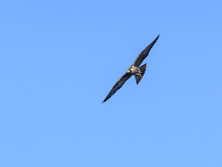Peregrine Falcon in Flight on Blue Sky