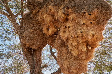 Close-up of huge sociable weaver bird nest on Camel thorn tree (Vachellia erioloba) - obrazy, fototapety, plakaty