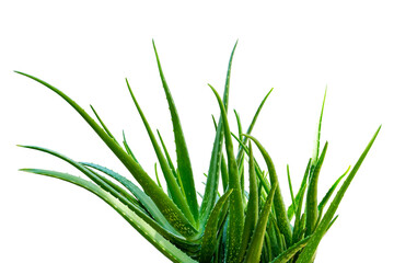 Aloe vera plant isolated on white background