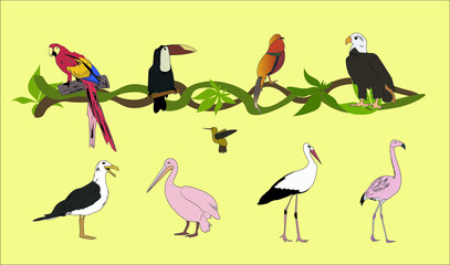 vector birds collection illustraton set animals