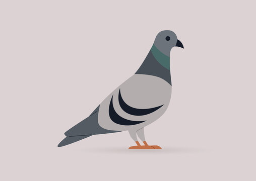 An isolated image of a pigeon, wildlife, urban birds