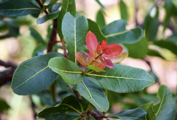 flora do Cerrado