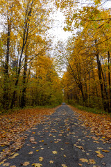 Autumn landscape, forest in autumn, yellow leaves. Beautiful background or screen saver on the phone and computer