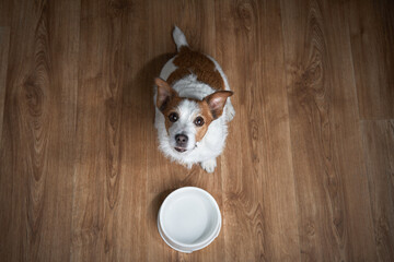dog with an empty bowl. Feeding your pet. Jack russell terrier at home