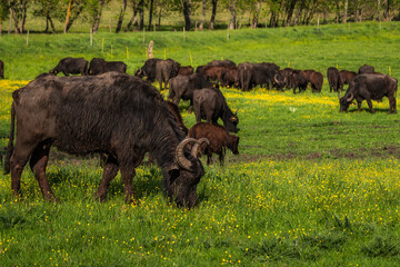 Large herd of grazing buffaloes on a green grassy meadow
