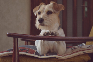 Lollobrigida, Jack Russell Terrier 
